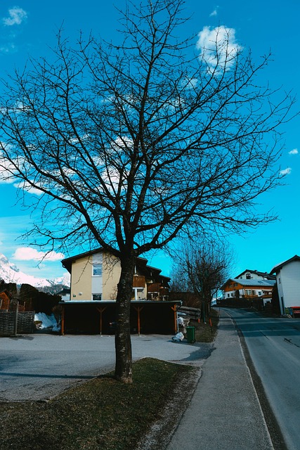 Free Tree Nature photo and picture