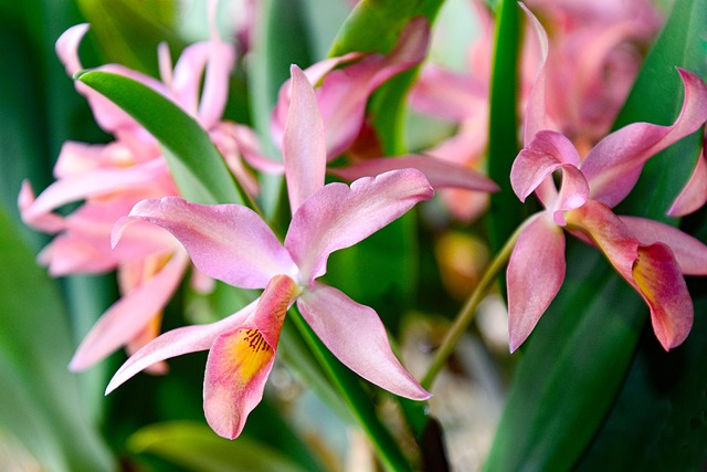 Free Orchid Orchid Flower photo and picture
