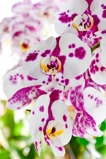 Free Flower Orchid photo and picture