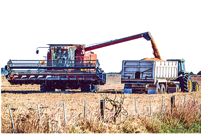 Free wheat harvest agriculture illustration