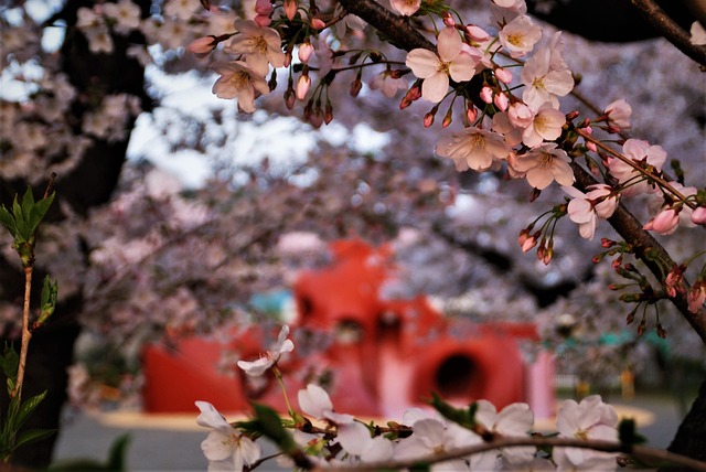 Free Playground Equipment Cherry Blossoms photo and picture