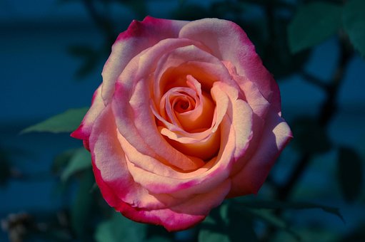 Free Flower Rose photo and picture