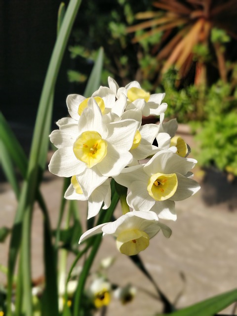 Free Tête-À-Tête Daffodil photo and picture