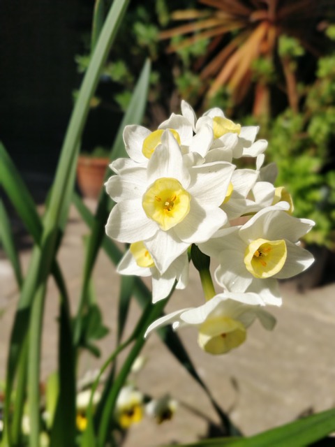 Free Tête-À-Tête Daffodil photo and picture