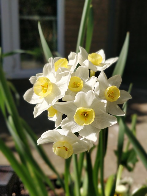 Free Tête-À-Tête Daffodil photo and picture