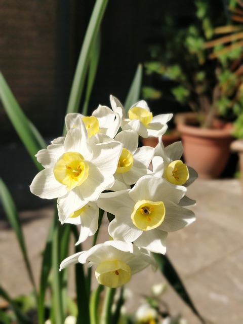 Free Tête-À-Tête Daffodil photo and picture