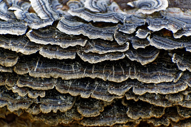 Cogumelo De Cauda Peru Fungo Mu - Foto gratuita no Pixabay - Pixabay