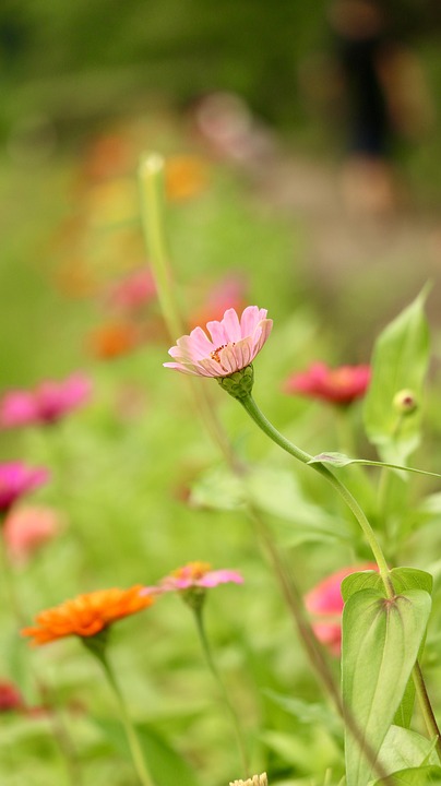 花 草 野生の花 Pixabayの無料写真