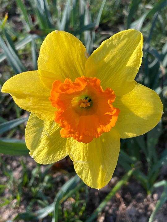 Flower Yellow Easter Bell Free photo on Pixabay