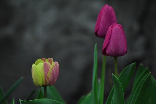 Flores, Tulipas