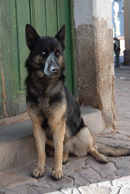 Free Dog Canine photo and picture