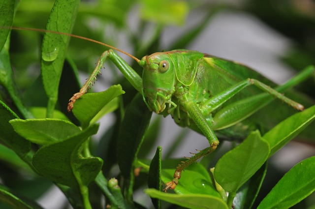 Free Grasshopper Insect photo and picture