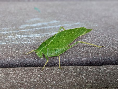 Insectă, Speranta, Insecte, Animale