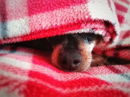 Hund, Nase, Trüffel, Decke, Welpen