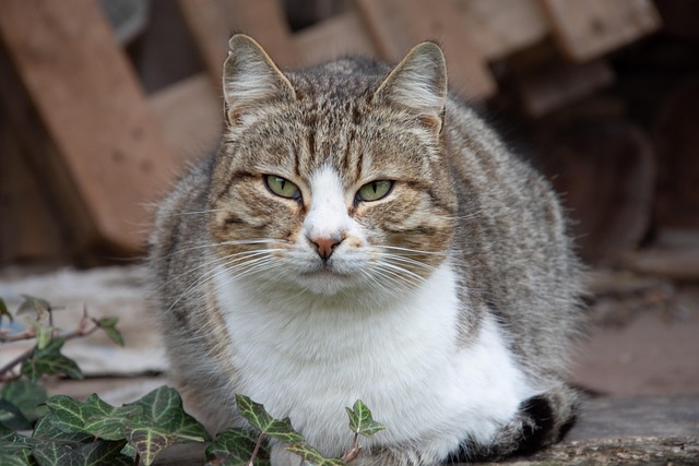 Katze Katzenartig Schnurrhaare Kostenloses Foto Auf Pixabay