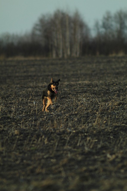 Free Dog Pet photo and picture