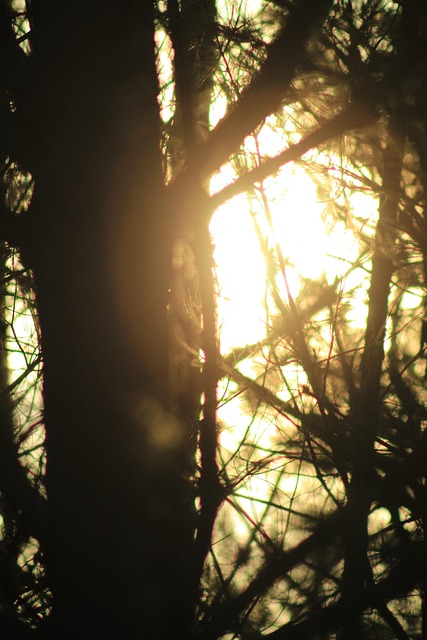 Free Sunshine Sunset photo and picture