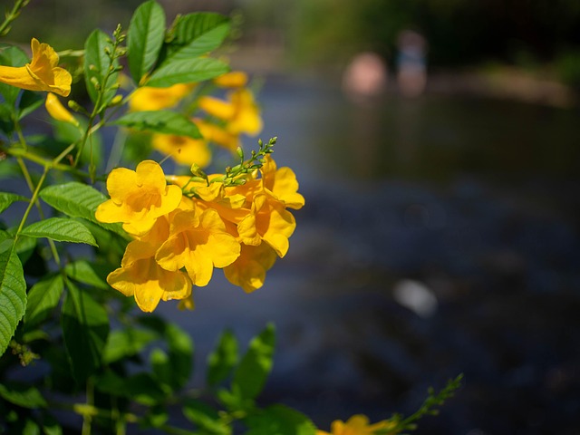 Flower, Yellow, River, Nature