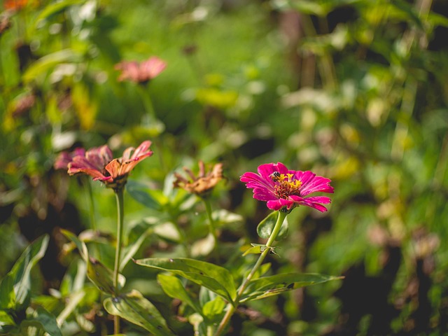 Flower, Nature, Pink