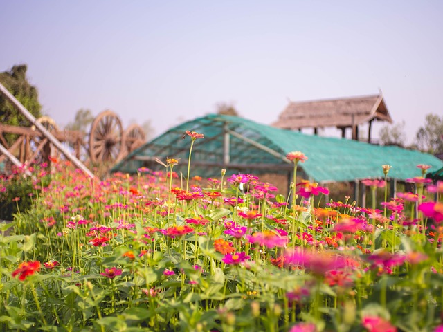 Flower, Field, Nature