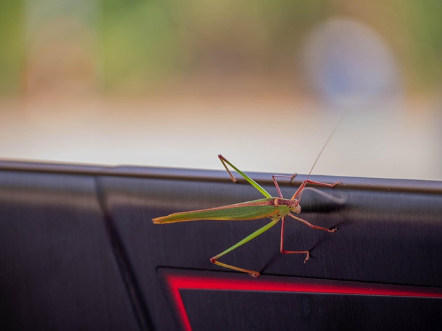 Animal, Nature, Close Up, Technology