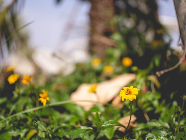 Flower, Yellow, Nature