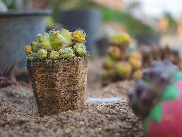 Cactus, Nature, Pot, Ground