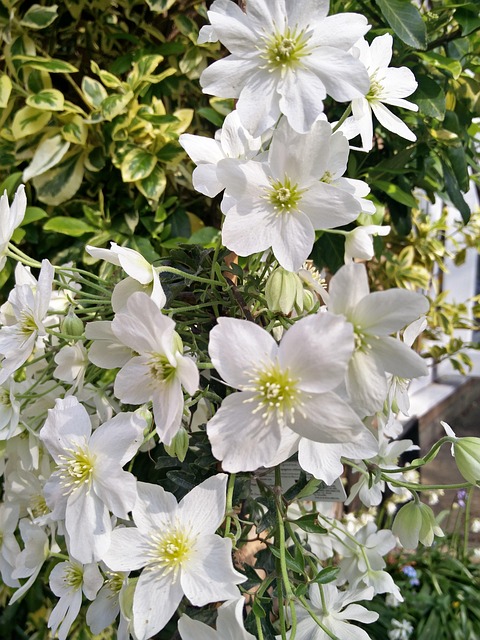 Free White Clematis photo and picture