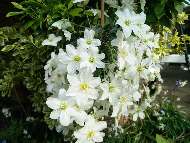 Free White Clematis photo and picture