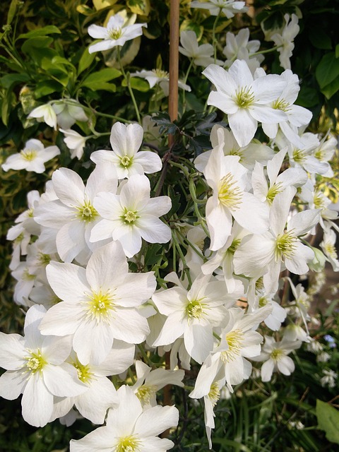 Free White Clematis photo and picture
