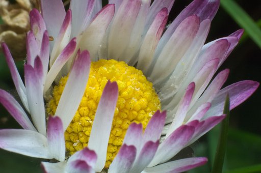 Free Daisy Flower photo and picture