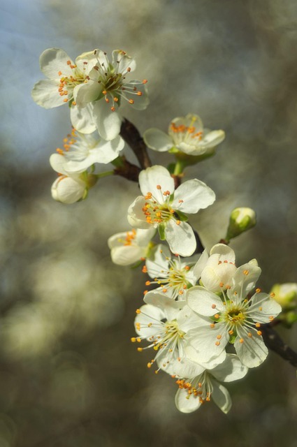 Free Sour Cherry Flowers photo and picture