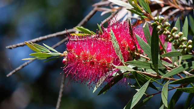 Australisch, Bottlebrush, Blume