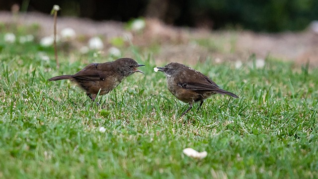 Schöne, Vögel, Teilen, Herrlich, Natur