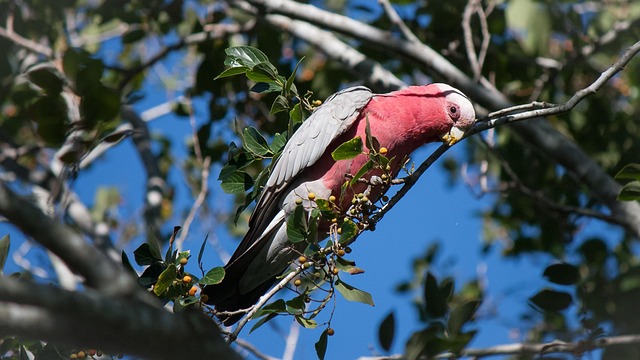 Galah, Australisch, Vogel, Rosa, Grau
