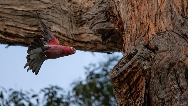 Galah, Flug, Nest, Vogel, Natur