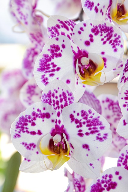 Free Orchid Flower Orchid photo and picture