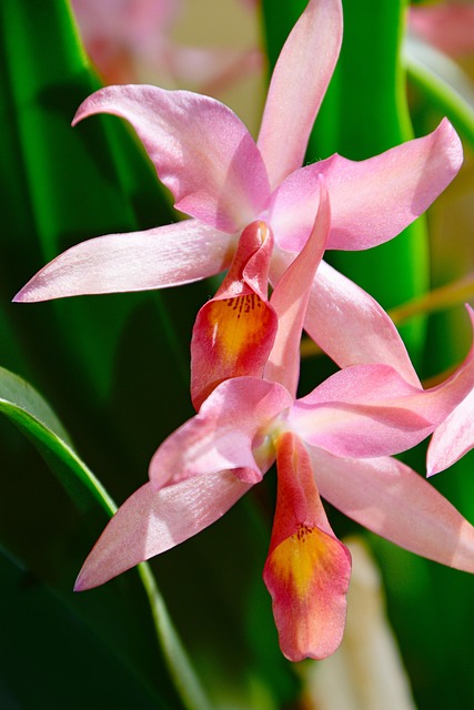 Free Orchid Flower photo and picture