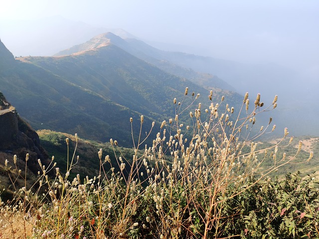 Free Nature Wallpaper photo and picture
