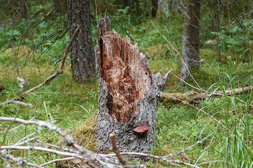 Stumpf, Alter Baumstumpf, Alt, Trocken