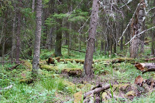 Wald, Grüner Wald, Bäume, Sommer