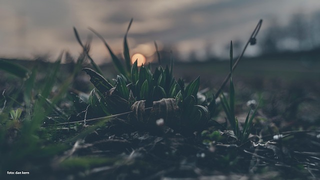 Free Plants Sunset photo and picture