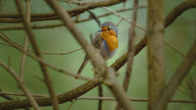 Free Robin Bird photo and picture