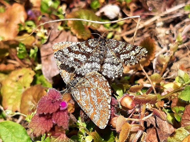 Animal, Insetos, Natureza, Primavera