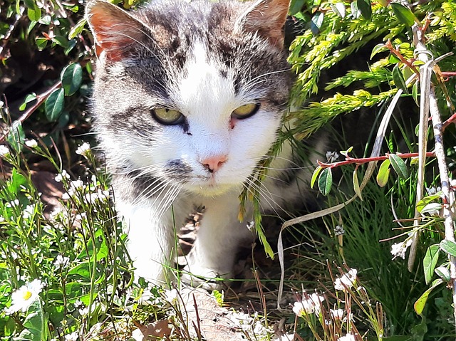 Gato, Animal, Preguiçoso