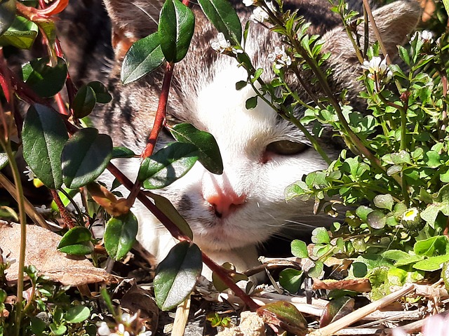 Gato, Animal, Preguiçoso
