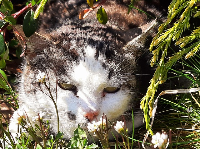 Gato, Animal, Preguiçoso