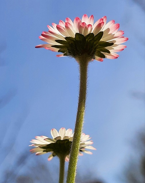 Flor, Margarida, Primavera, Jardim