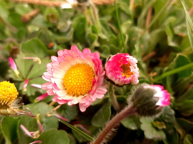 Flor, Margarida, Primavera, Jardim