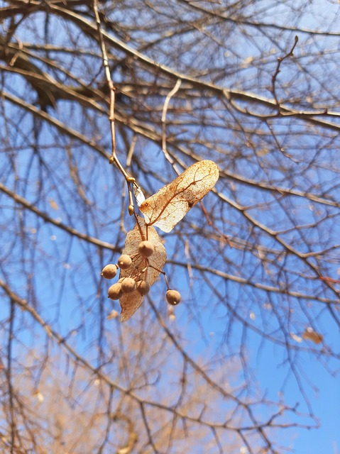 Tília, Planta, Árvore, Natureza